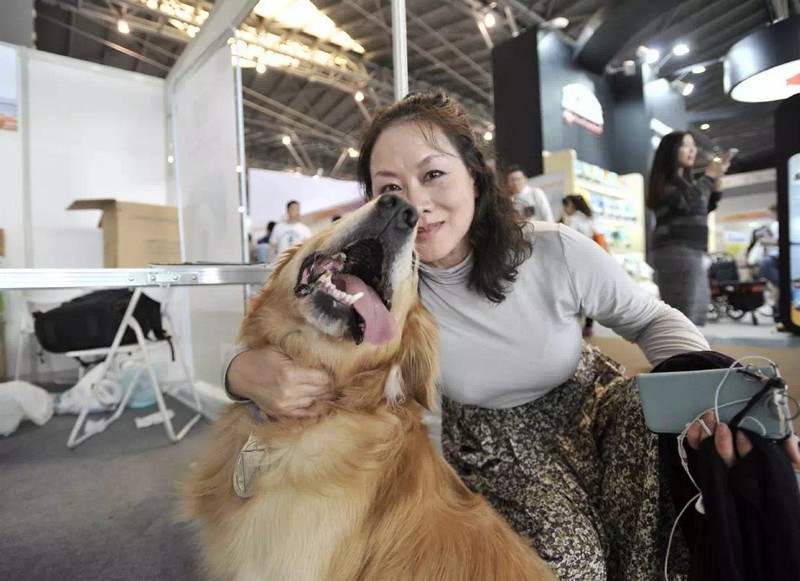 明星犬与观众互动