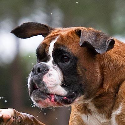 大型-巨型犬粮图 大型-巨型犬粮图