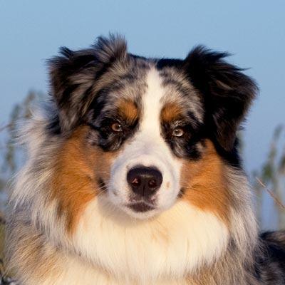 中型犬粮图 中型犬粮图
