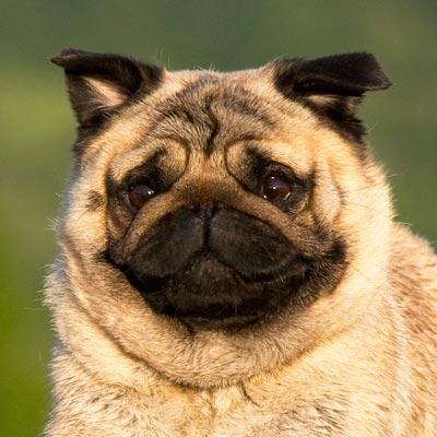 小型犬粮图 小型犬粮图